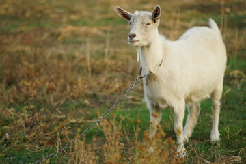 White goat on a leash in a autumn meadow