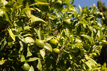 Tree with lemons in Granada Spain