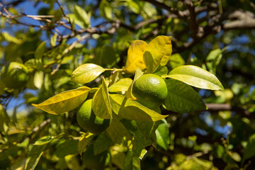 Tree with lemons in Granada Spain