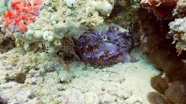 stonefish camouflage on the reef in maldives