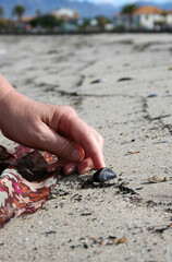 Seashell