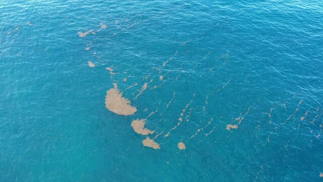 seaweeds in the ocean climate change pollution problem aerial view Martinique