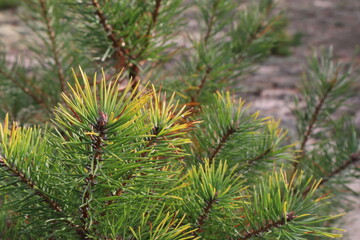 Branches of a young pine tree in the forest.