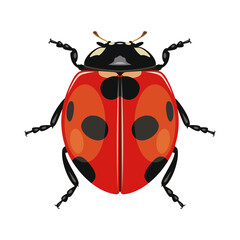 Ladybug or ladybird on white background. Insect. Black-red beetle. Vector illustration.