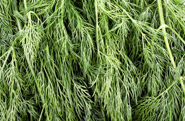 Close up of dill herb as background. Dill texture.