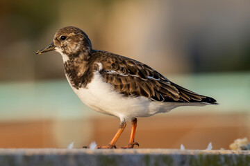 Ruddy Turnstone Arenaria interpres Costa Ballena Cadiz
