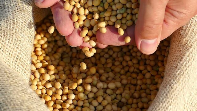 Freshly harvested soybean grains, close up hands of farmer shows soybeans in jute sack, slow motion