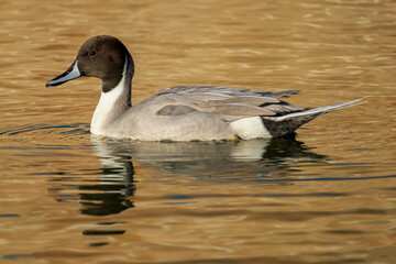 Northern Pintail Anas acuta Costa Ballena Cadiz