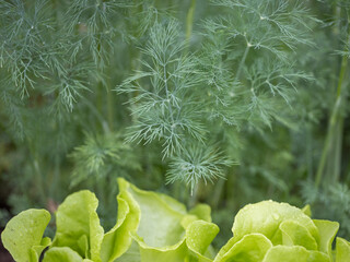 Dill bushes and lettuce leaves grow in the garden bed. Close-up.