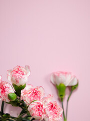 Mini carnation flowers in a vase on pink background