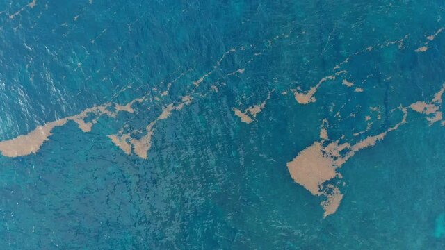Sargassum aerial top shot in the ocean Martinique coast environmental problem