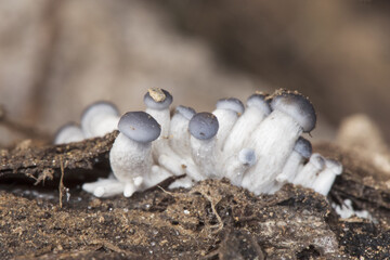 Pleurotus ostreatus Oyster mushroom delicious fungus growing wild on decaying logs ash gray above creamy white in blades and stipite
