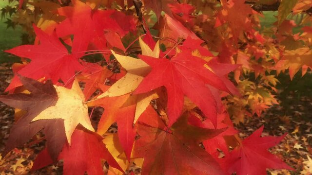 Autumn season, tree with yellow and red leaves in a park
