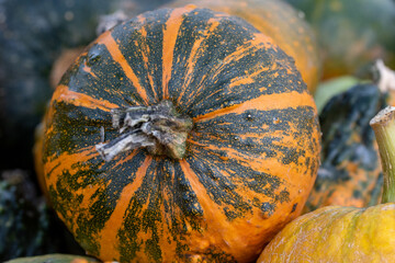 Der Kürbis, Cucurbita, ist eine einjährige Gemüsepflanze. Er wird auch zur Dekoration bei...
