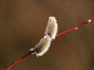 Purple willow (Salix purpurea) - red branch with fluffy catkins