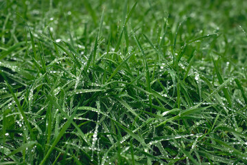 Texture of green grass after rain, nature background.