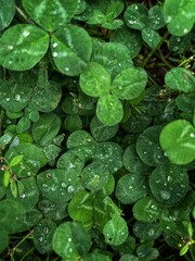 Fresh clover with rain drops on it.Vertical botany background