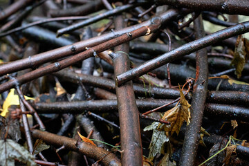 Close up wet branches, macro photo stacks of wooden sticks.
