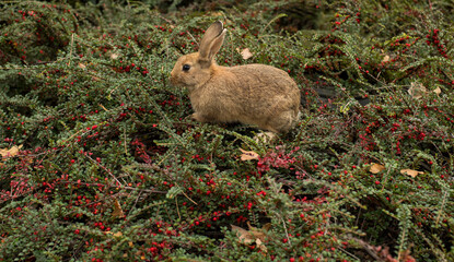 
portrait of a ginger rabbit sitting on a cotoneaster bush