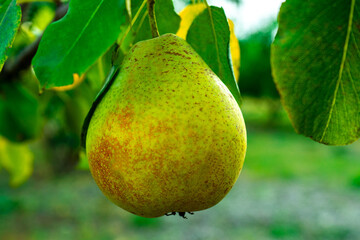 Ripe yellow pear on a branch of a fruit tree