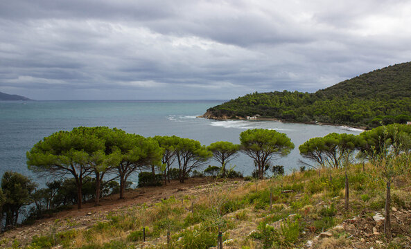 Seascape of Elba island, Italy. View on the cultivated field, maritime pines and the promontory of Punta Bardella under the dramatic sky.
