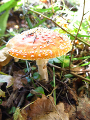 beautiful red smooth fly agaric grows in the forest