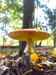 beautiful red smooth fly agaric grows in the forest