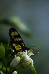 Themisto amberwing Butterfly (Methona themisto) on blurred background.