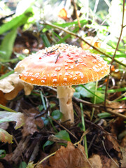 beautiful red smooth fly agaric grows in the forest