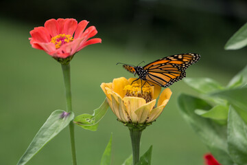 Monarch butterfly sitting on zinnia