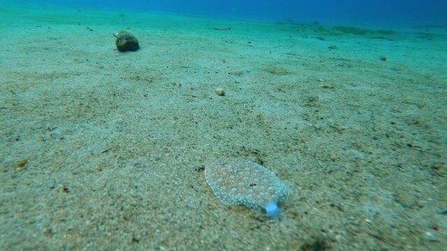 common sole dover sole or black sole Solea solea moving on seabed Martinique anse dufour marine life 