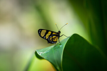 Yellow and Black Butterfly on a wet leaf against blurred background. Space for text.