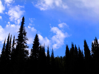 Forest of Pine Trees with Blue Sky and Clouds