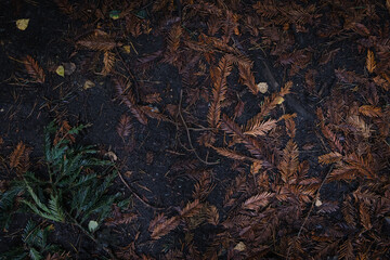 Forest ground