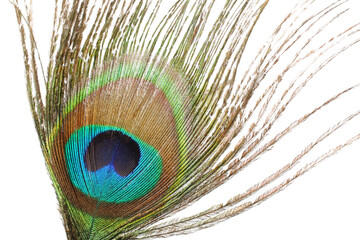 close-up peacock feather  cutout on white background