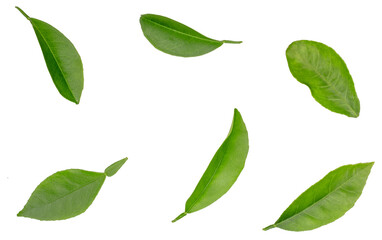 Lemon leaves isolated on a white background