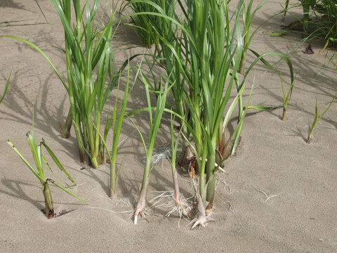 Bolboschoenus maritimus, commonly known as sea clubrush, cosmopolitan bulrush, saltmarsh bulrush or bayonet grass, with washed out rootstalks, growing at shore of river Elbe near Blankenese, Germany
