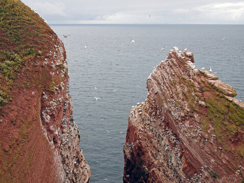 nesting cliffs at Heligoland, Germany, with northern gannets (Morus bassanus), common murre or common guillemot (Uria aalge) and black-legged kittiwake (Rissa tridactyla)