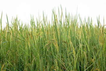 Rice , paddy isolated on white background. clipping path.