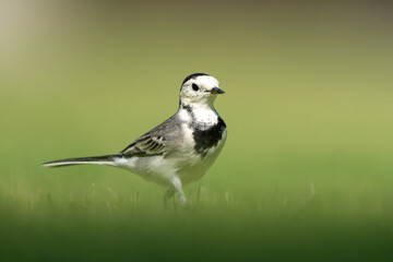 White Wagtail in a park in Doha, Qatar