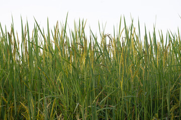 Rice , paddy isolated on white background. clipping path.