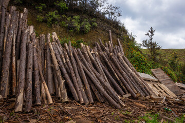 Freshly cut wood for firewood
