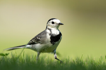White Wagtail in a park in Doha, Qatar