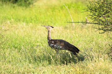 Ardeotis kori, African bustard, bird of Africa, tufted bird, bustard in savanna