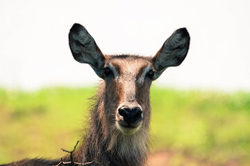 portrait of waterbuck, waterbuck close up photo