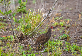 Pternistis afer, red-throated turach, turach in Africa, chicken, African chicken