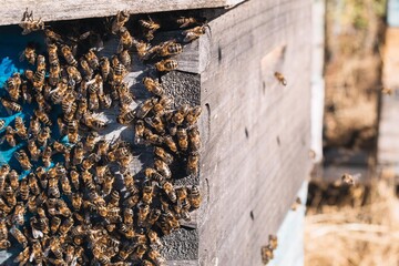 apiary where the bees are out hovering