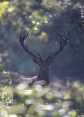 Fototapeta premium Portrait of red deer in forest