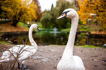 white swans in a city park on a pond