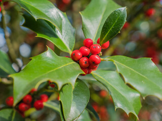 Nahaufnahme europäische Stechpalme , Ilex aquifolium,
im Sonnenlicht